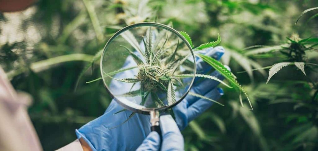 le chanvre et la marijuana