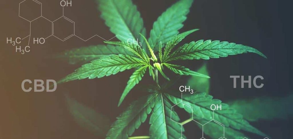 THC et CBD