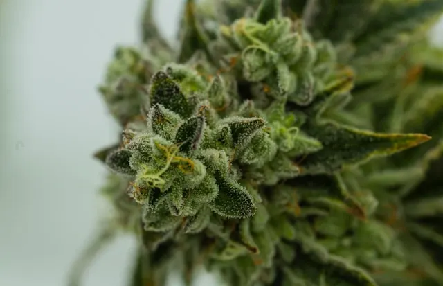 photo d'une fleur de cannabis cbd, pleine de trichomes presque mûrs