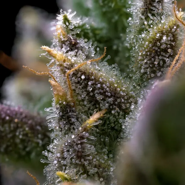 zoom sur une fleur de cannabis CBD couverte de trichomes de différents types