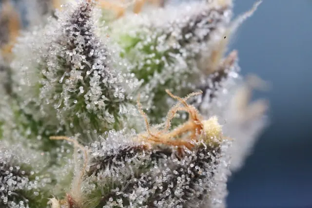 zoom sur une plante de cannabis cbd avec les trichomes en pleine vue