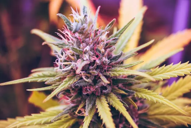 une plante de cannabis CBD d'une bonne variété