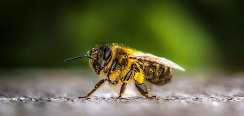 abeilles et chanvre