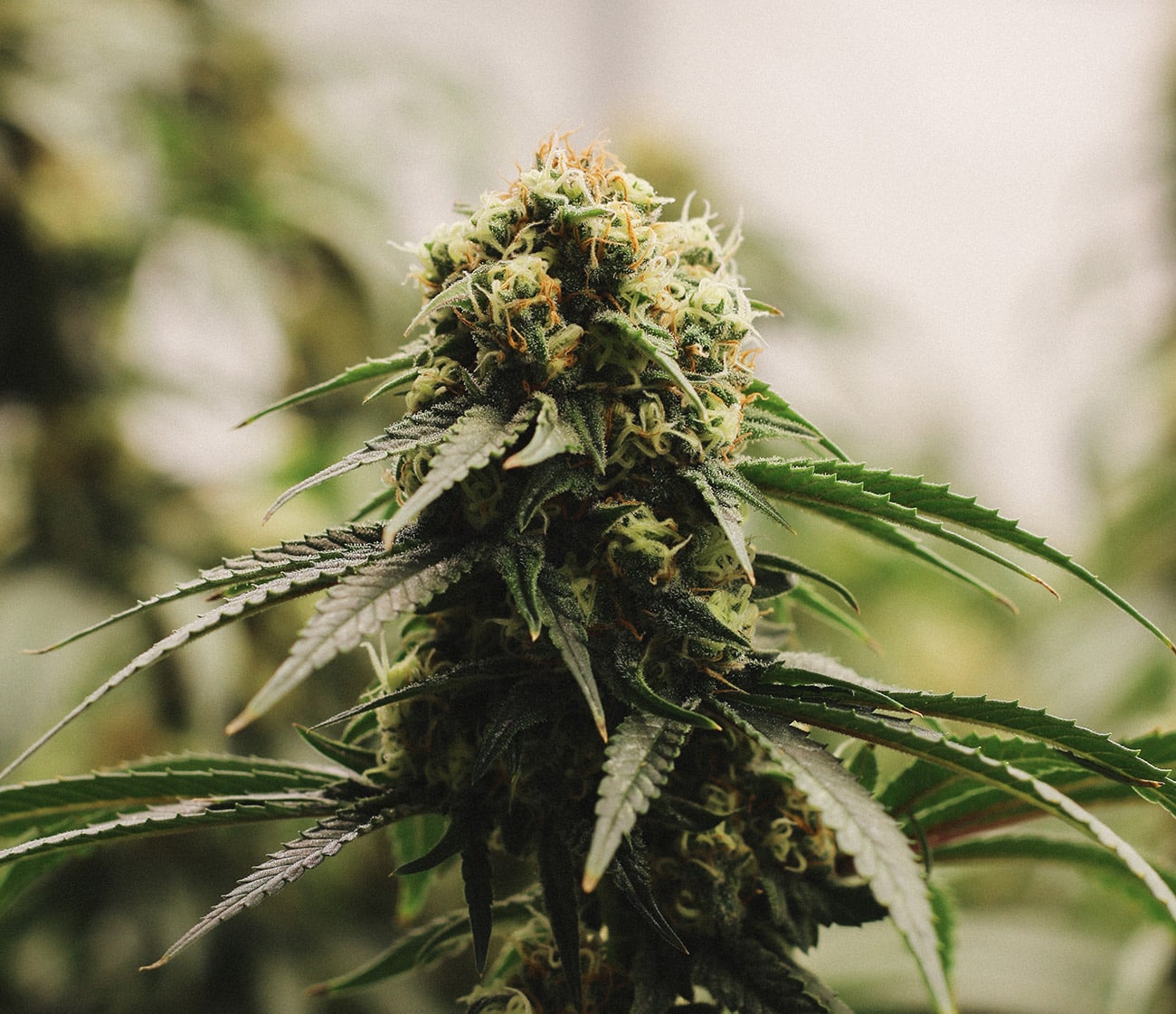 420 origine signification