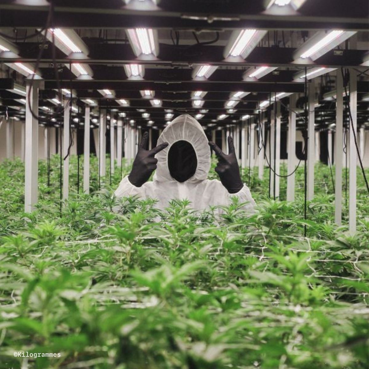kilogrammes worker dans champ de cannabis indoor led