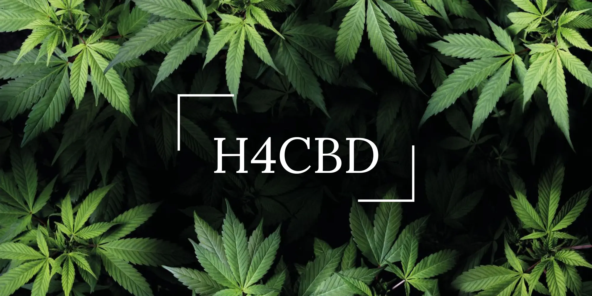 Le nouveau cannabinoïde appelé H4CBD.