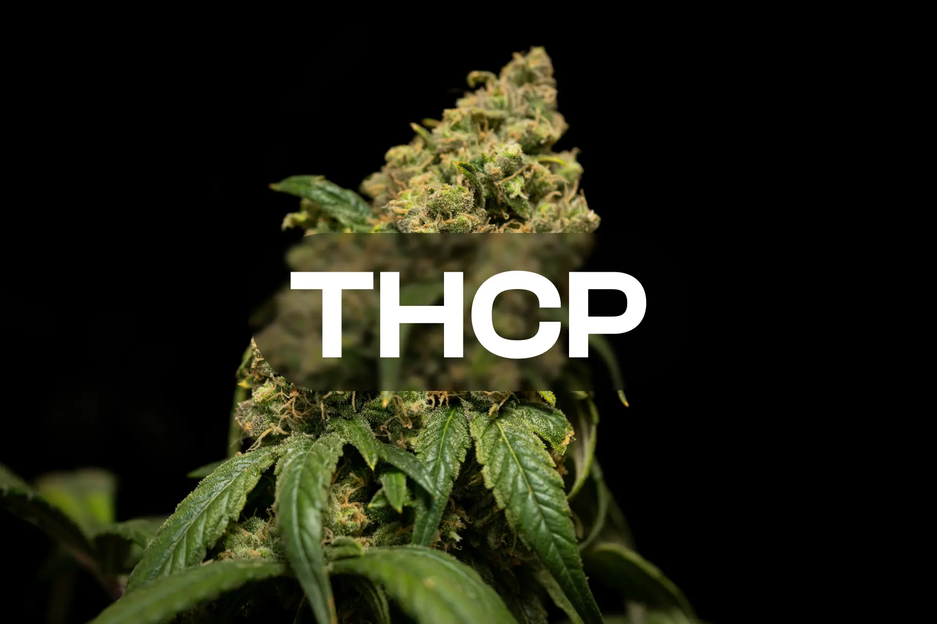 THCP Fleurs de cannabis.
