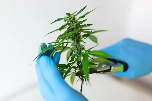 Une plante de cannabis CBD cultivée par kilogrammes.