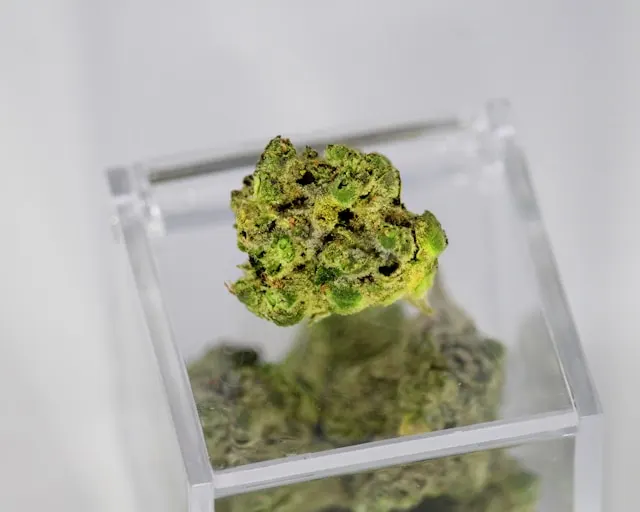 le microdosage d'une fleur de cannabis CBD