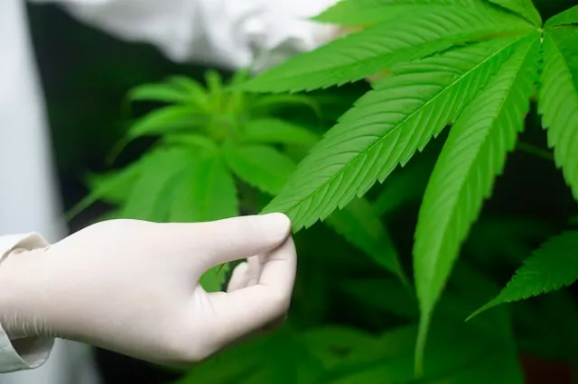 une plante de cannabis CBD étudiée en laboratoire