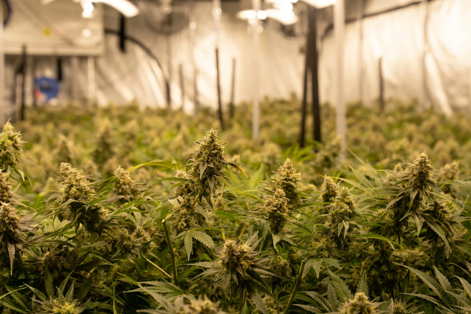 une serre de plantes de cannabis CBD