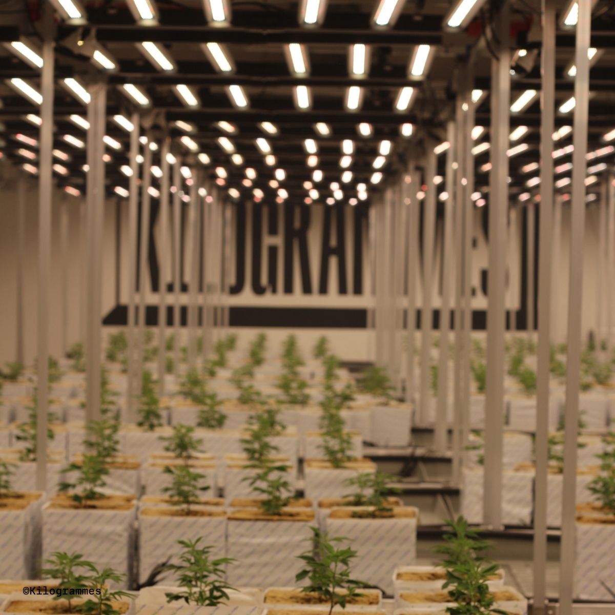 culture indoor led Kilogrammes cannabis légal