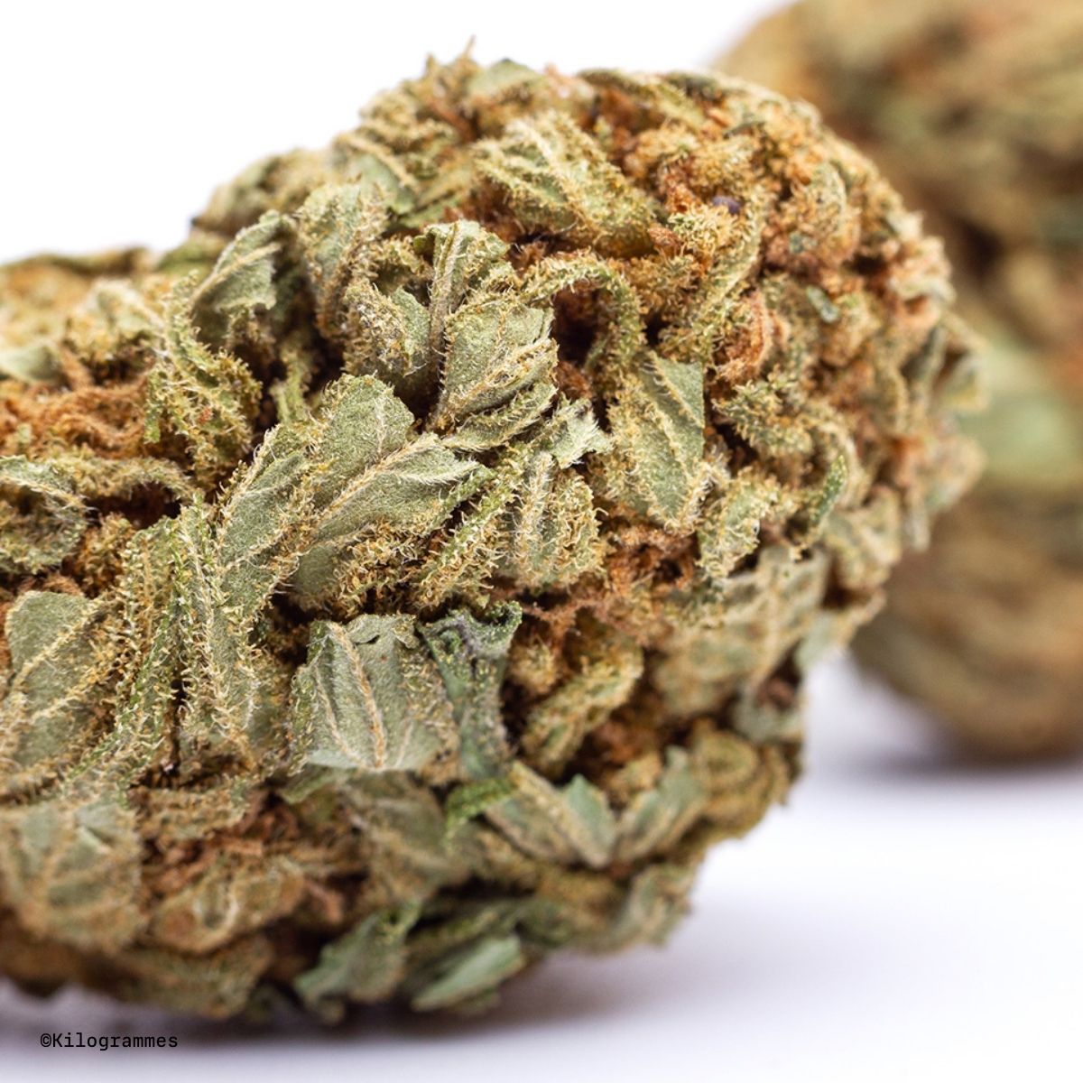Kilogrammes White Widow strain cannabis cbd
