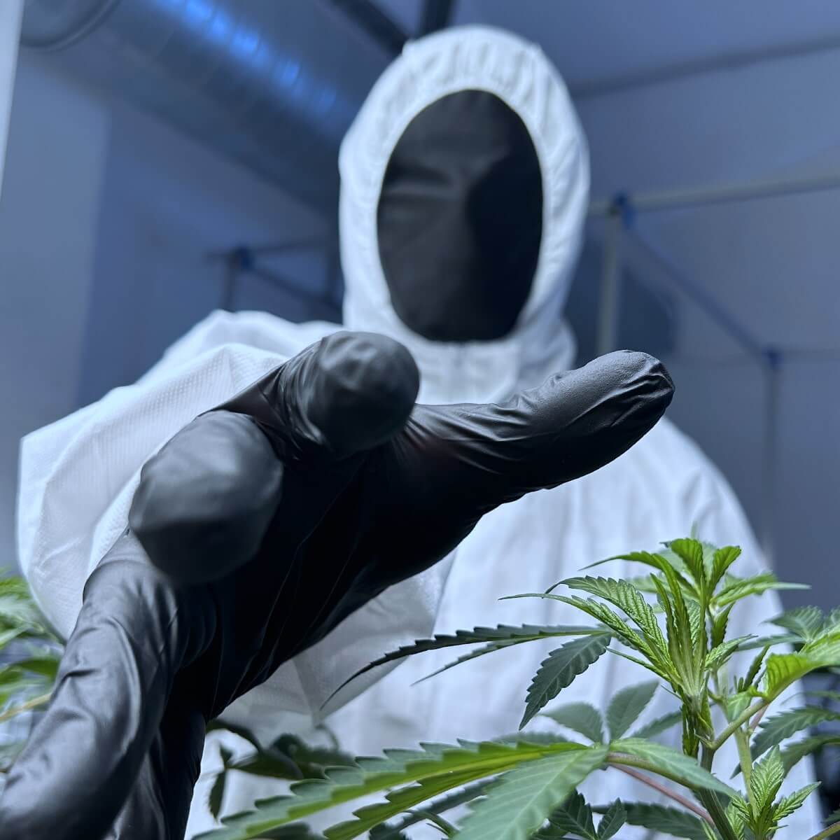 une Strain hunter étudie une plante de cannabis