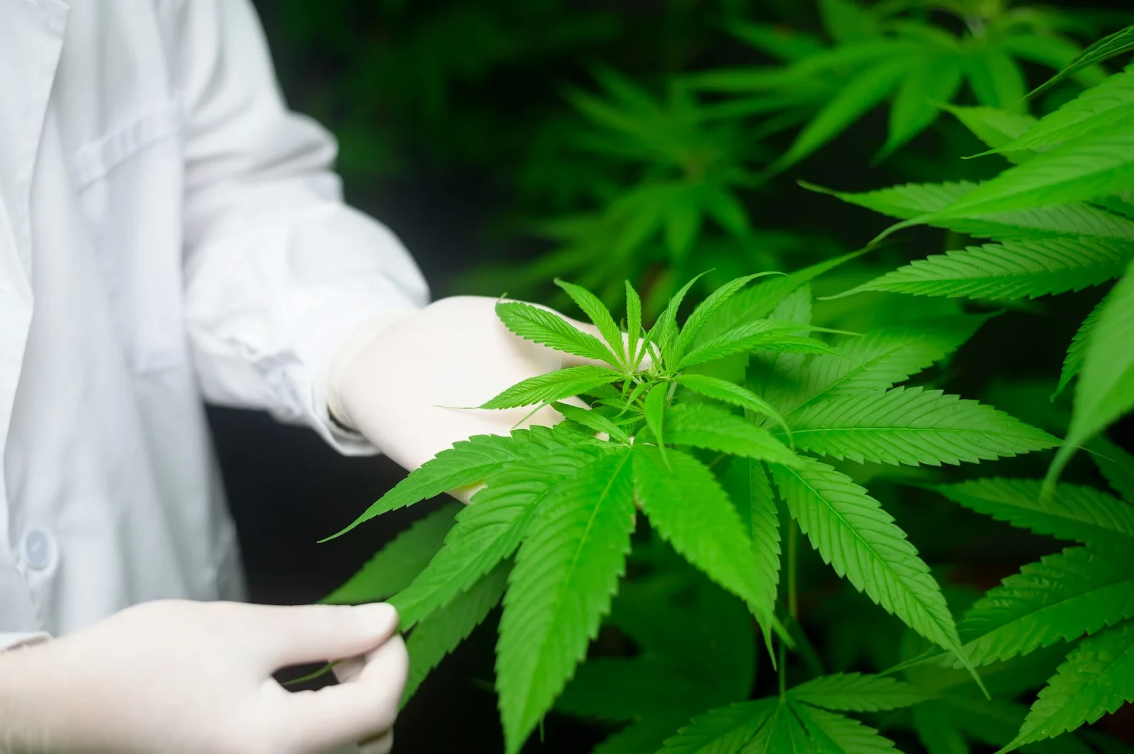une feuille de cannabis biologique est étudiée dans la serre