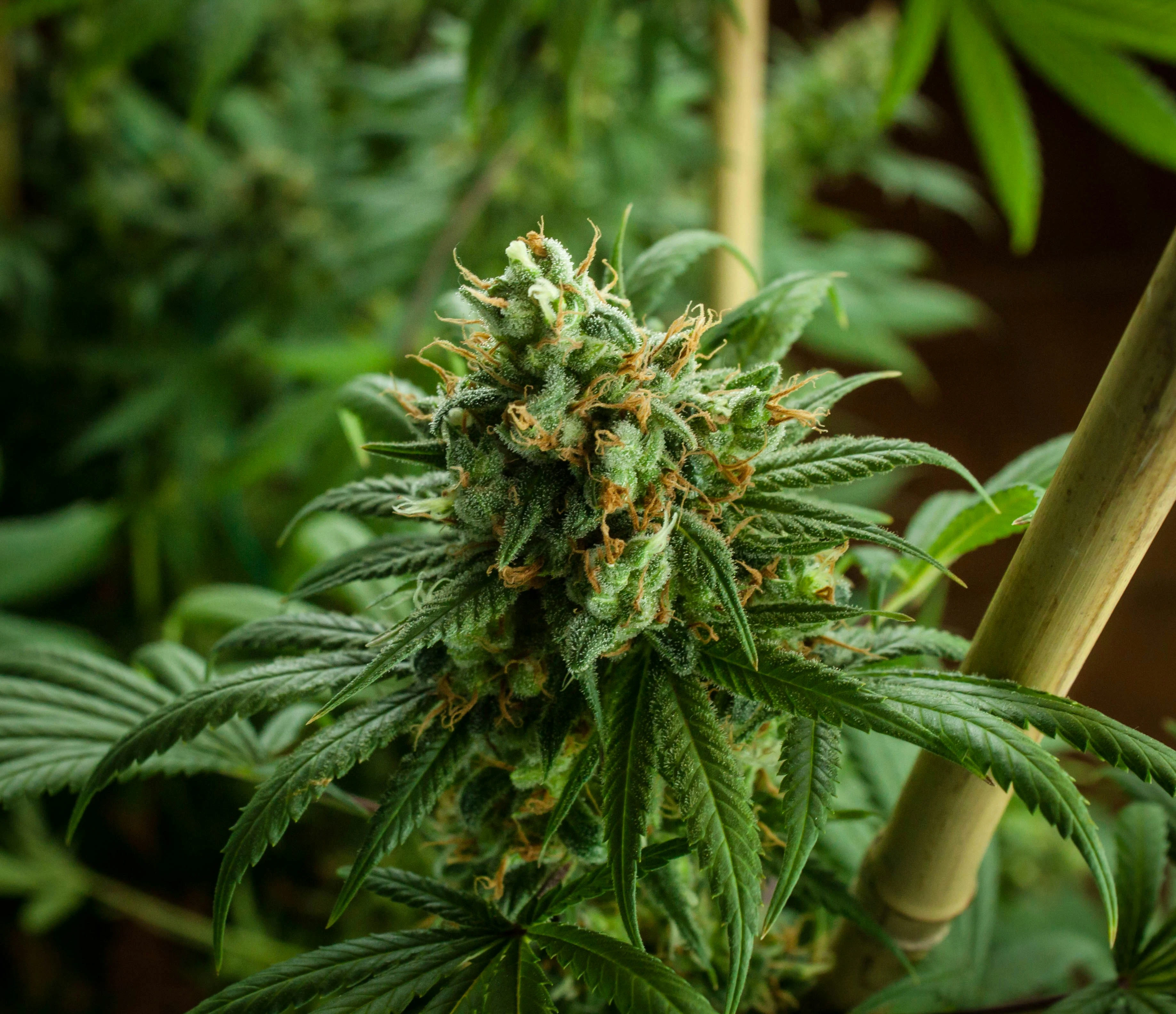 un plant de cannabis cbd vu de près