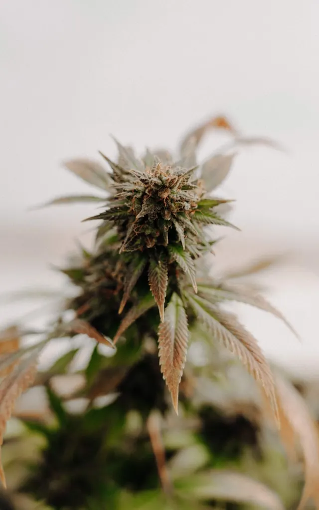 une variété de cannabis CBD cultivée en intérieur