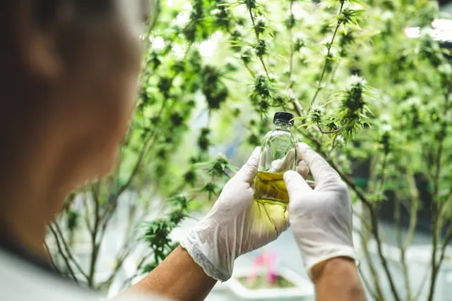 Une cultivatrice tient un flacon d'huile de CBD devant un plant de cannabis.