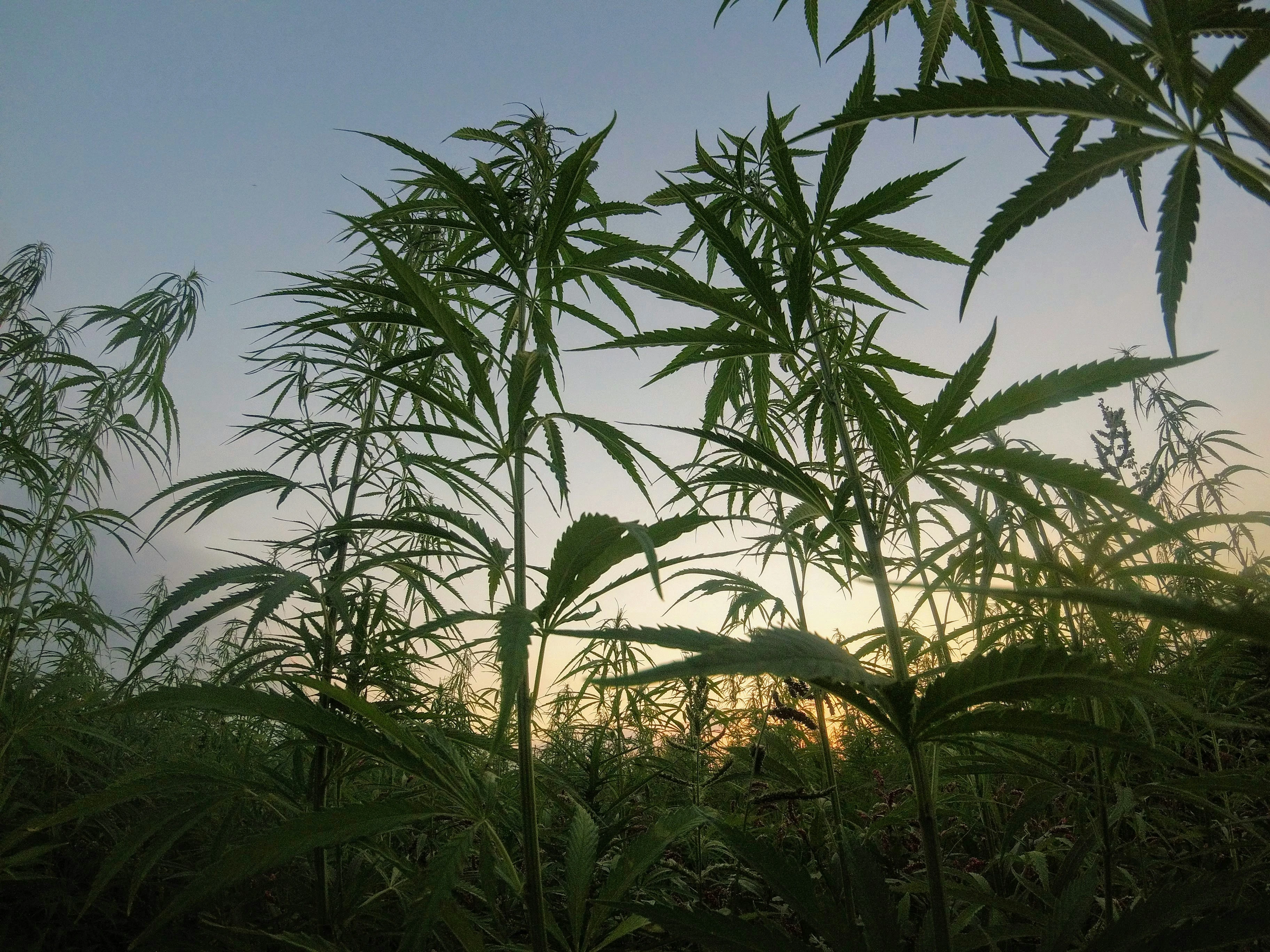 une culture en plein air de plantes de cannabis