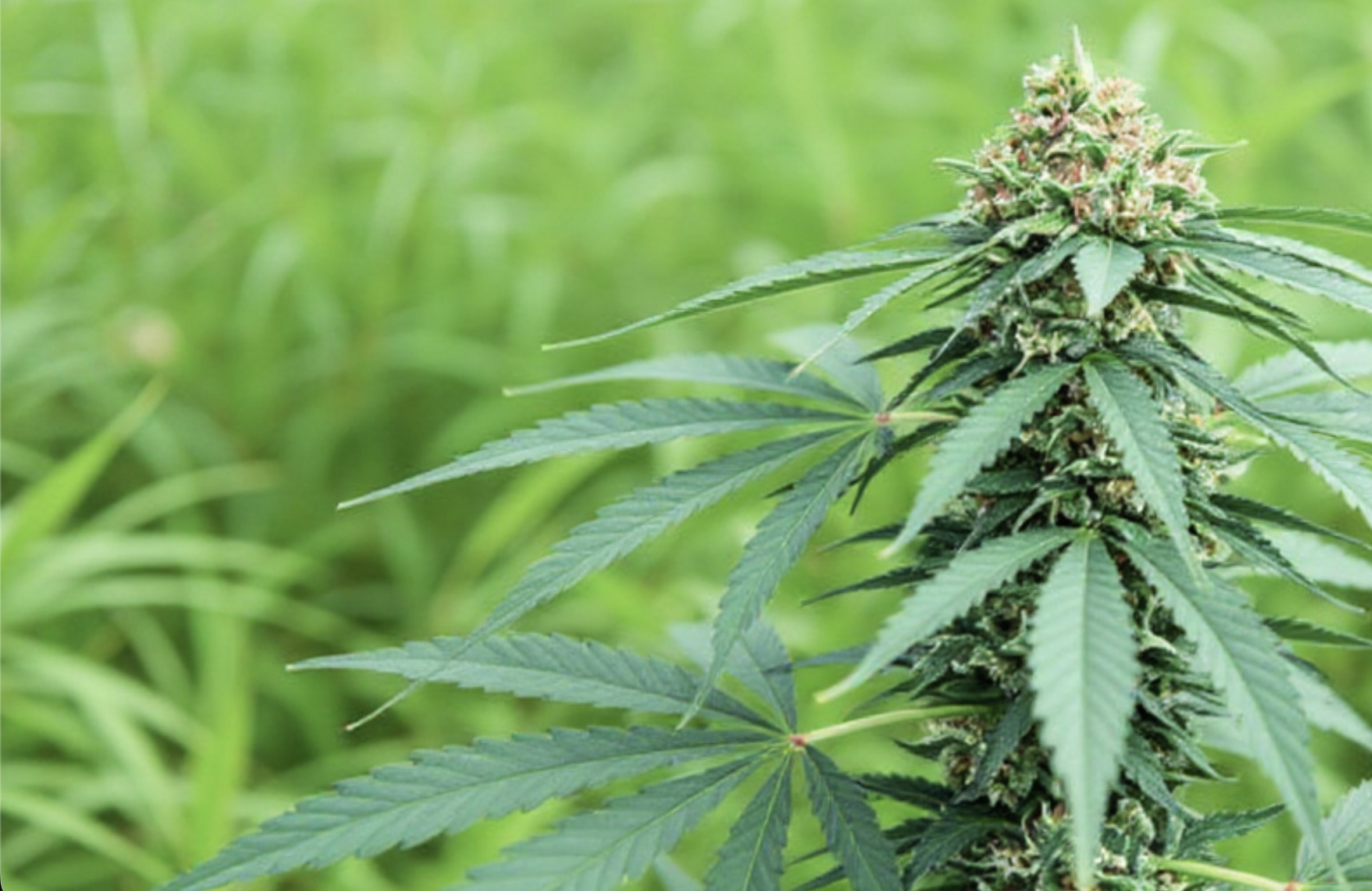 2026 et le cannabis médical : virage historique ou frein brutal ?