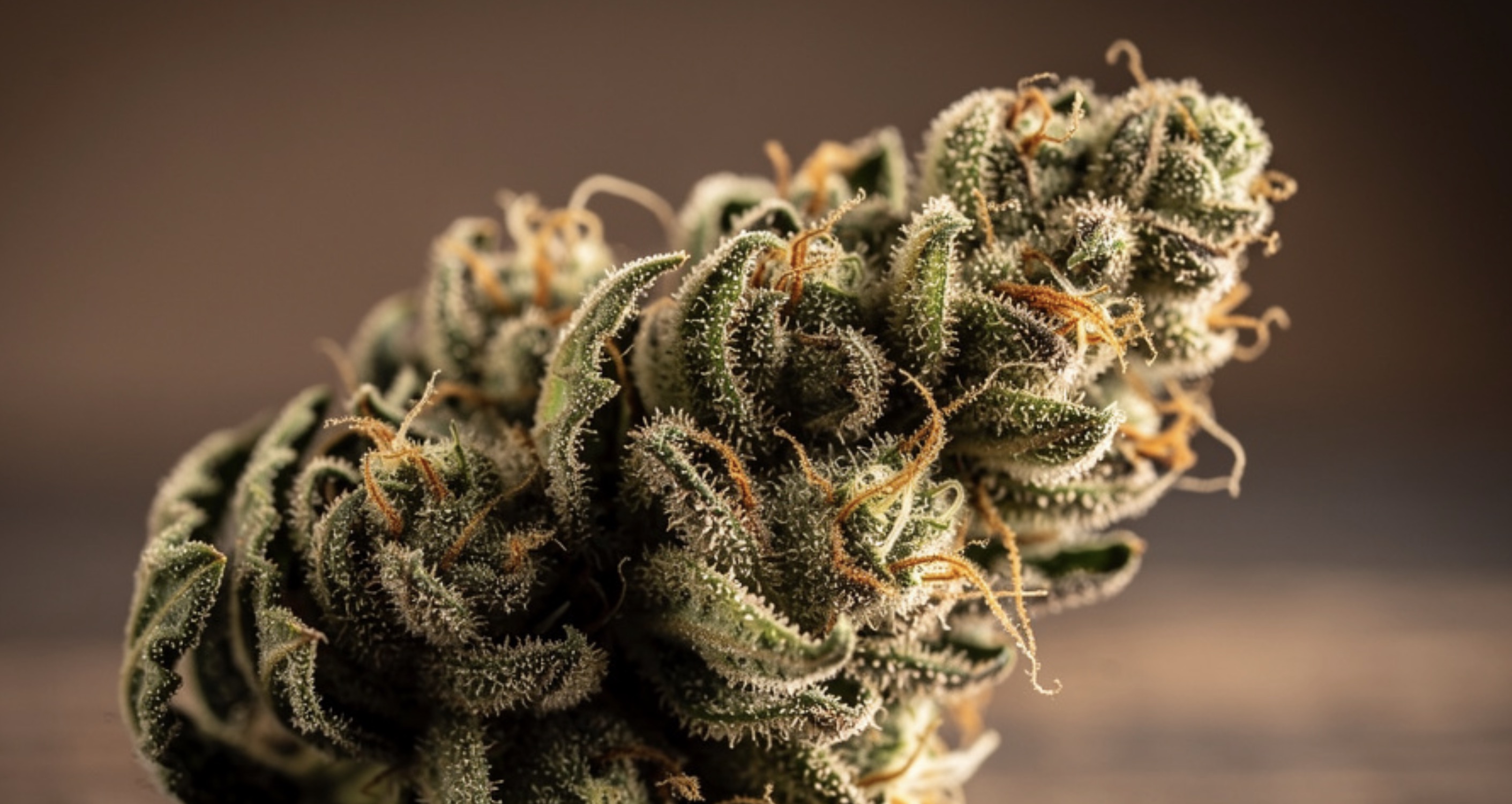 Nouvelle Zélande : un nouveau cap pour dynamiser l'industrie du chanvre