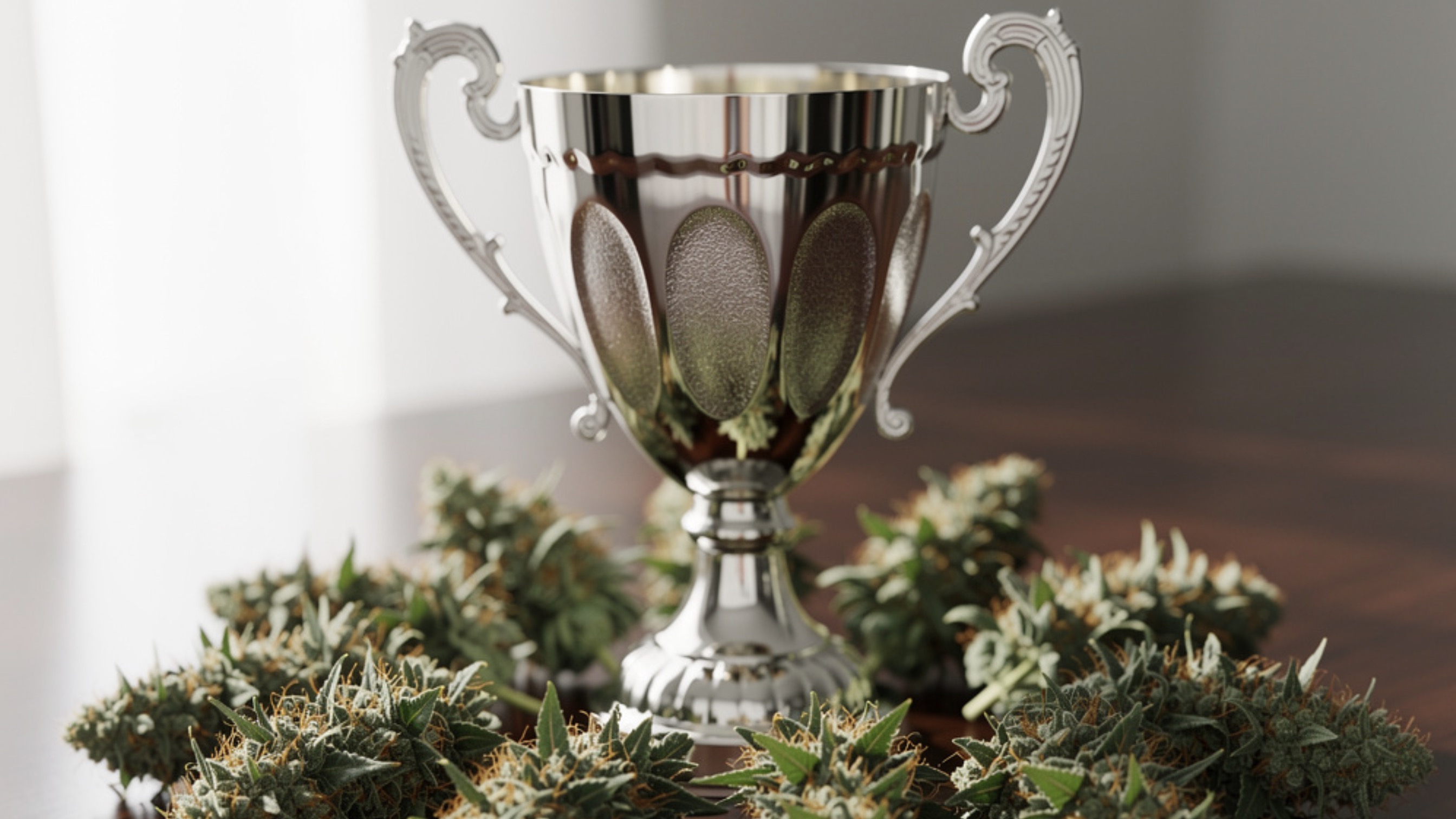 Ciflow Cup Barcelone