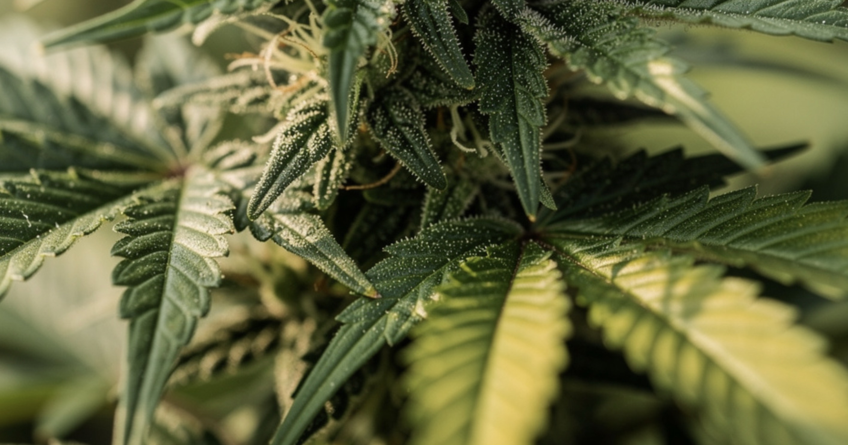 Fleur ou résine de CBD