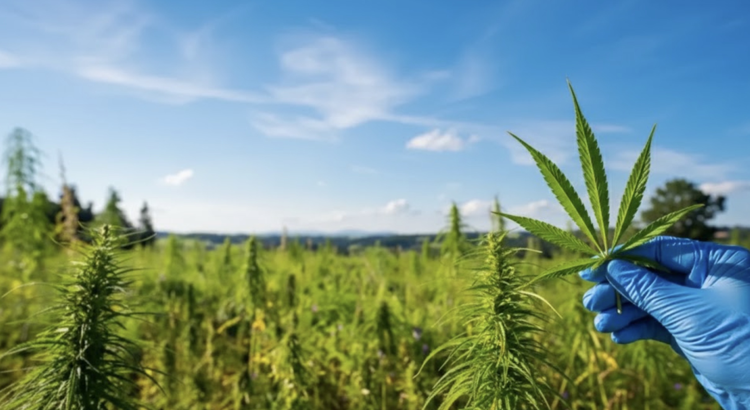 Une étude néerlandaise révèle les origines du THC, du CBD et du CBC